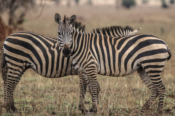 Serengeti National park - Zebra (1 of 1)
